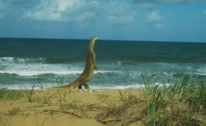 Yellow-spotted goanna at Wreck Rock beach